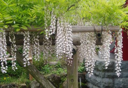 白藤