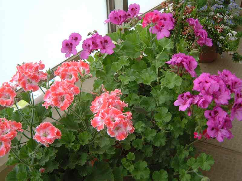 ベランダ２ 049.jpg