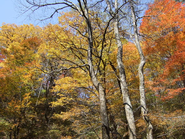 白糸の滝周辺の紅葉