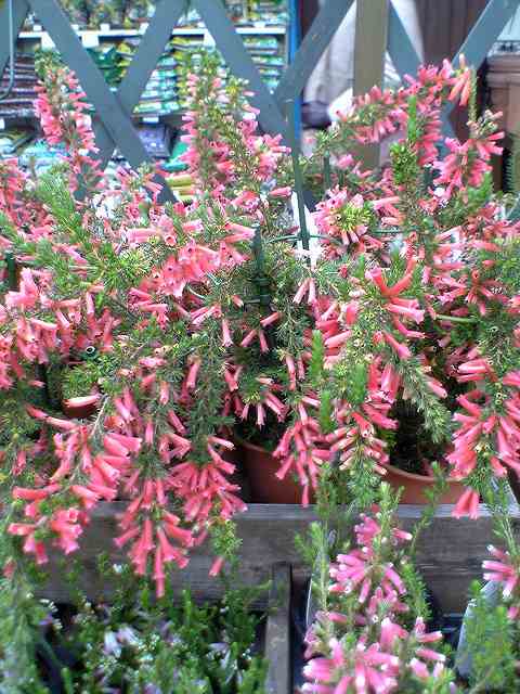 ファイアーヒース