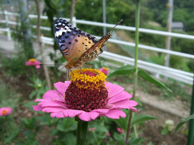 百日草とアゲハ蝶