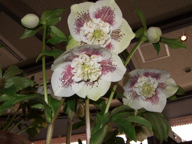 クリスマスローず展　神代植物園