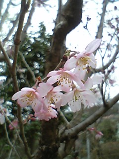 百草園　ピンク梅