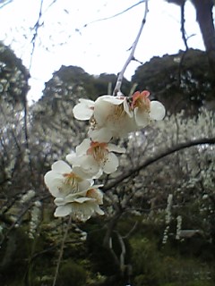 百草園　白梅５