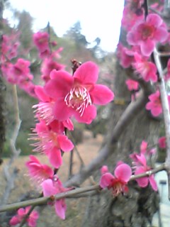 百草園　ピンク梅３