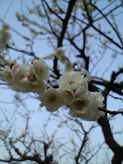 名古屋の梅３