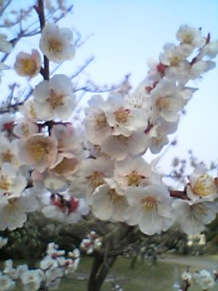 名古屋の梅６