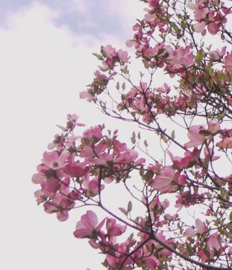 キミト　スキナヒトガ　ヒャクネンツヅキマスヨウニ…