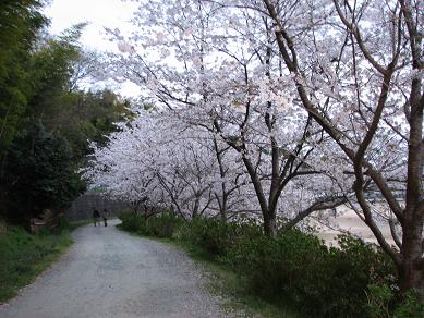 ちょっと遠い公園の桜.JPG