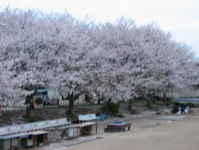 ちょっと遠い公園の桜２.JPG