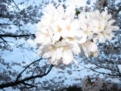 ちょっと遠い公園の桜３.JPG