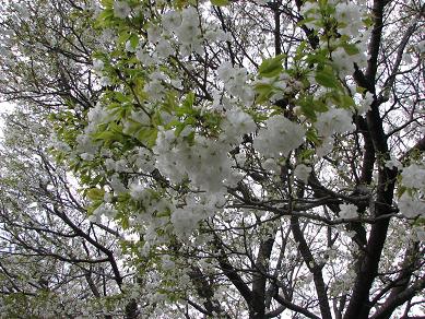 近所の桜１.JPG