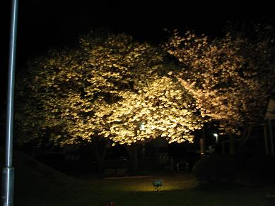 近所の夜の桜１.JPG