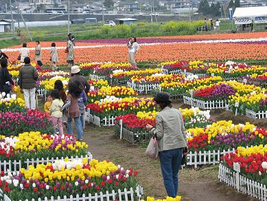 チューリップ祭り６.JPG