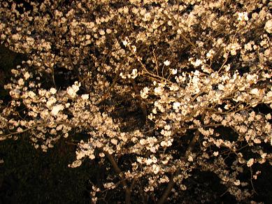 近所の夜の桜３.JPG