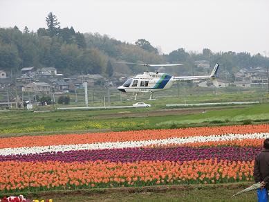 チューリップ祭り７.JPG