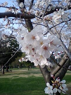 桜１