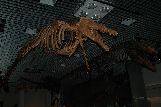 クジラの骨とトカゲの骨 | 押入れ部屋 - 楽天ブログ