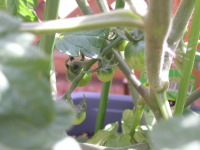 20050521ミニトマト１