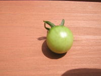 20050521ミニトマト２