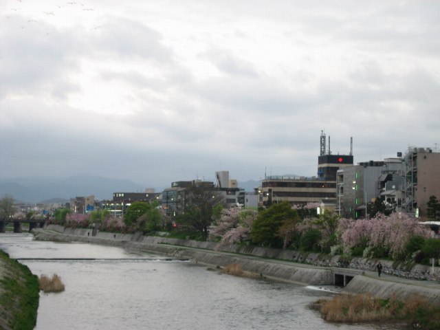加茂川沿いの桜