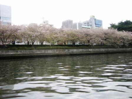川沿いの桜たち