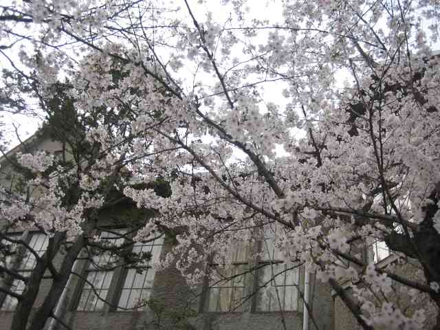 看護学校前の桜