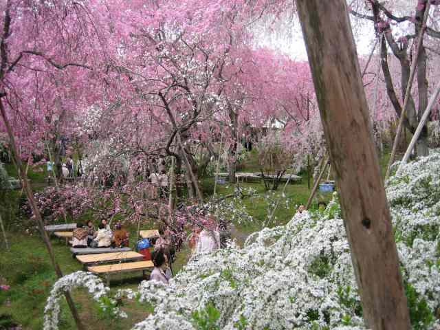桜の園「原谷園」