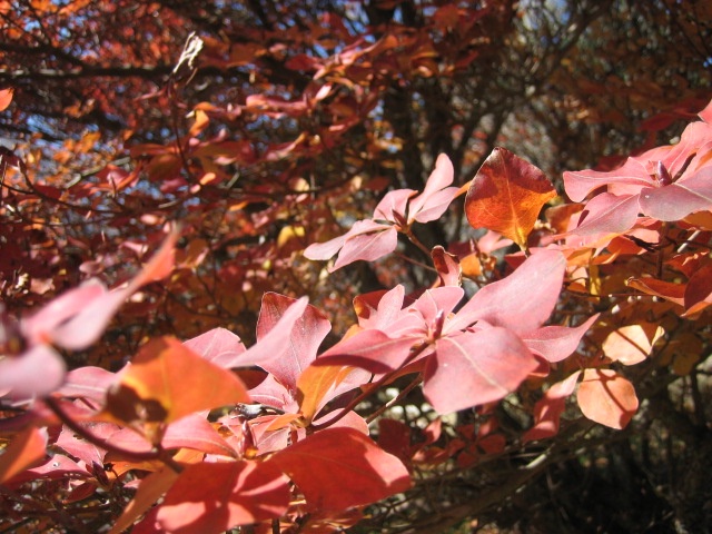 ドウダンツツジの紅葉