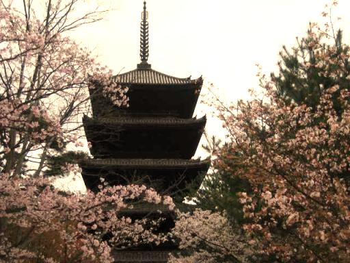 仁和寺と桜