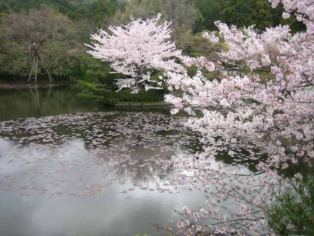竜安寺の池と桜