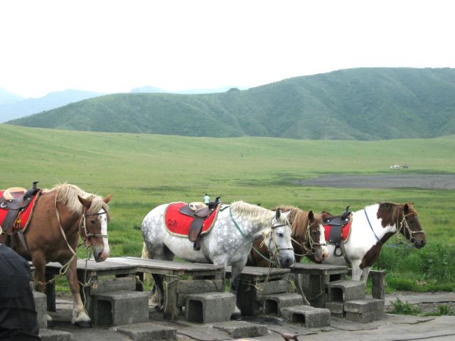 阿蘇の馬