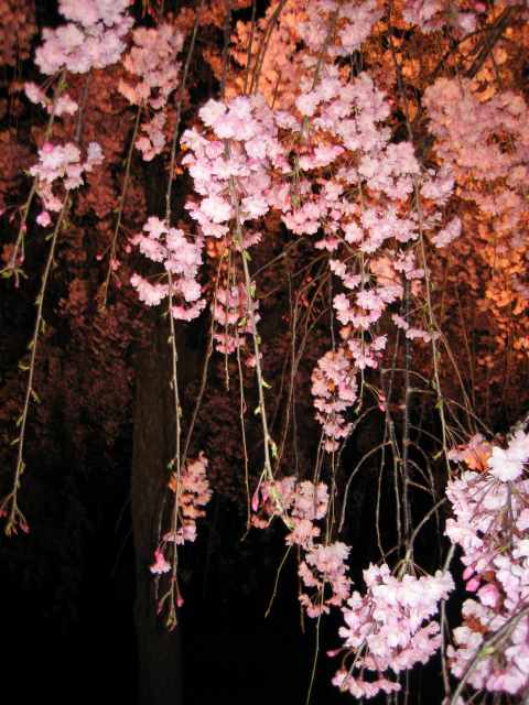 夜桜２