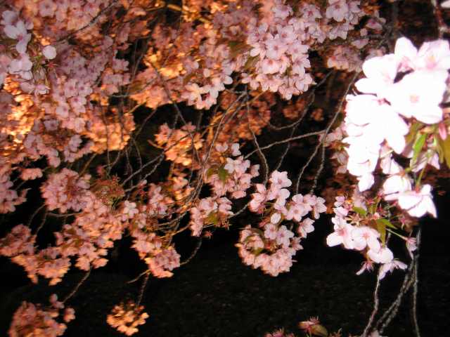 八重桜夜景