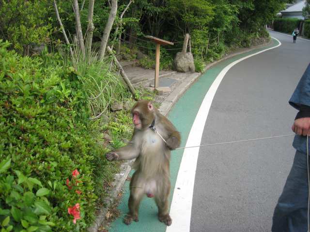 おさるさん