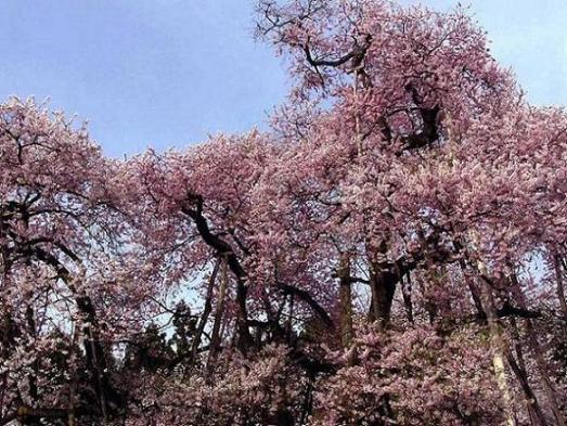 久保の桜.jpg