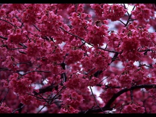 紅桜.jpg