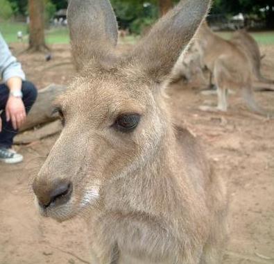 オーストラリア 新婚旅行 気ままにひとりごと 楽天ブログ