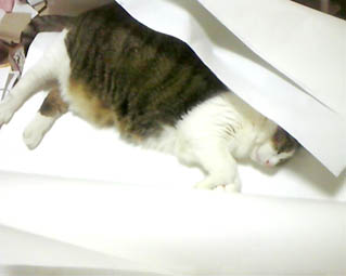紙の上に猫.jpg