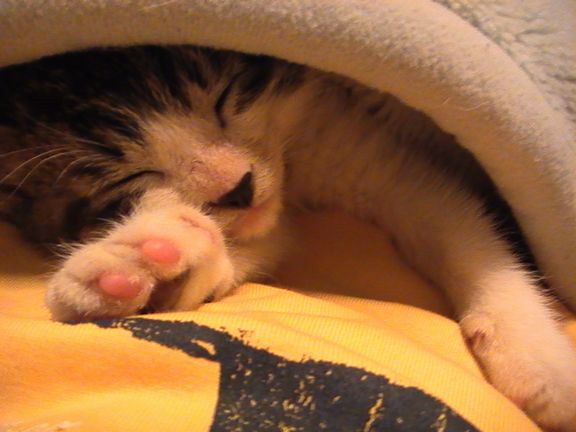 小梅、腕を伸ばし始めると起きる合図