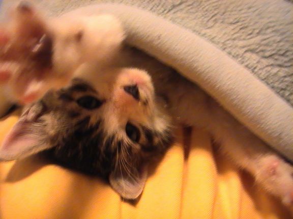 小悪魔のお目ざめ