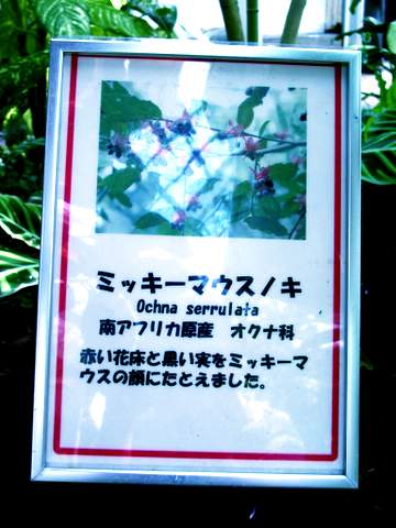 隠れミッキーの解説文