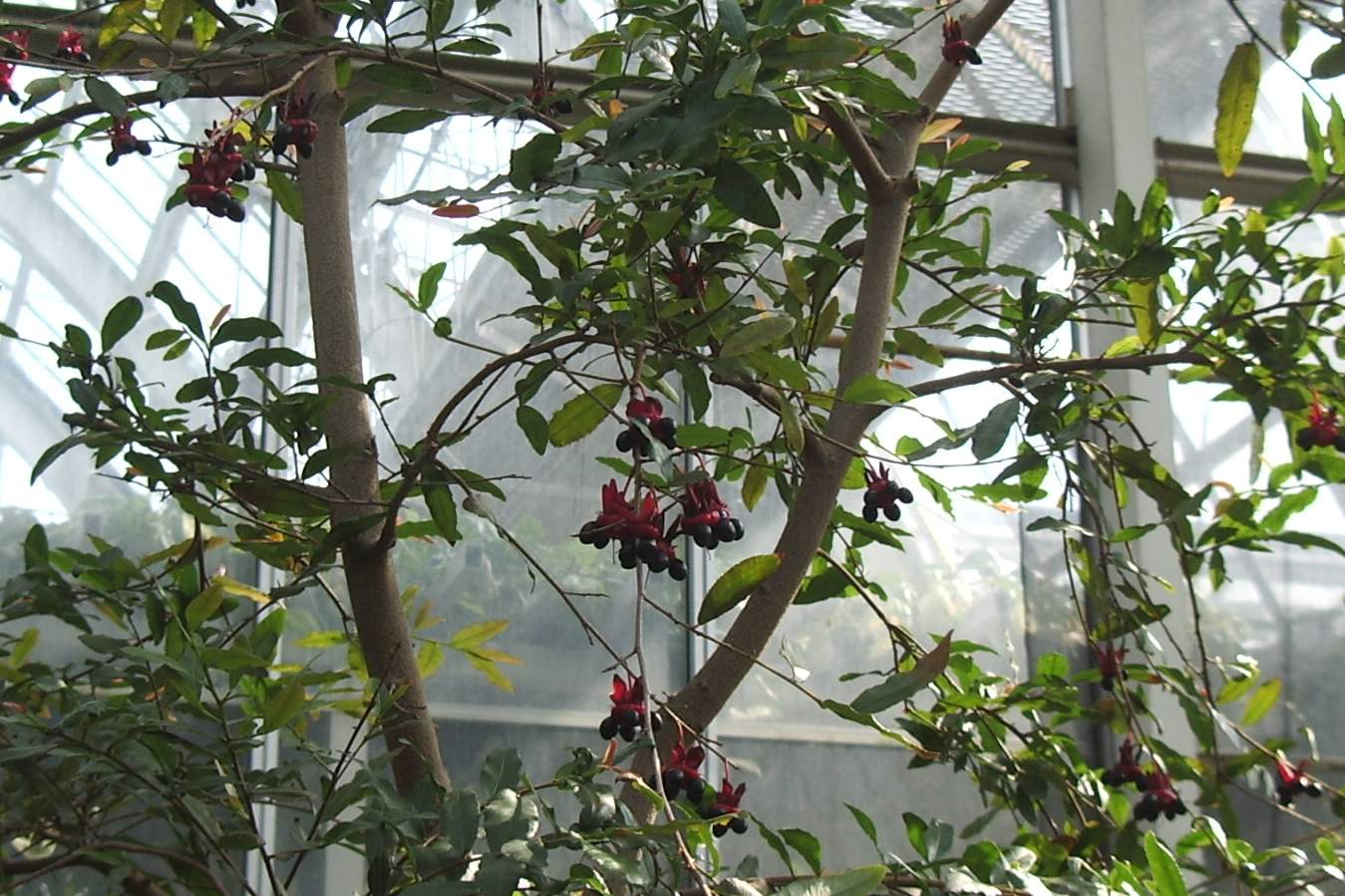 ミッキーマウスの木