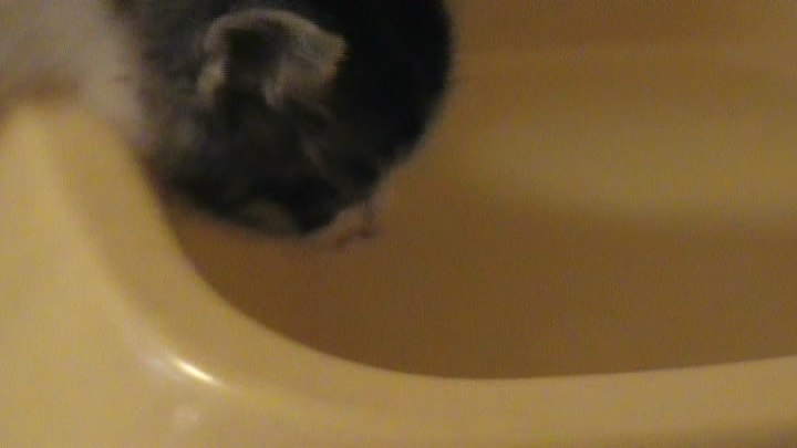 水飲んでる子猫