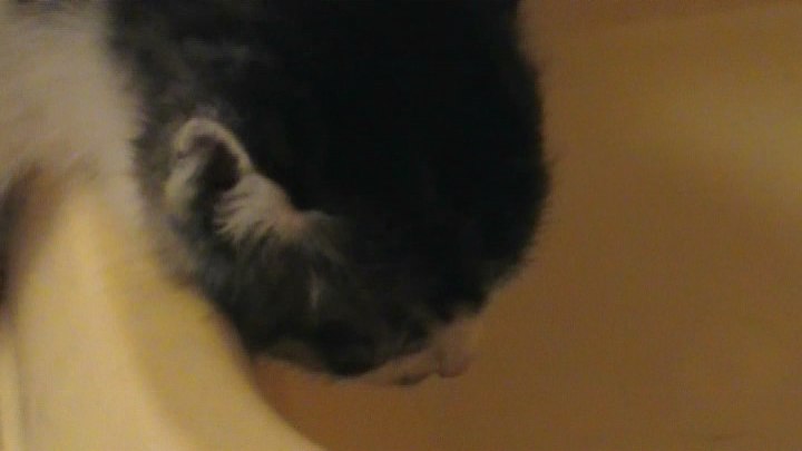 水を飲んでいる最中の子猫（小梅）