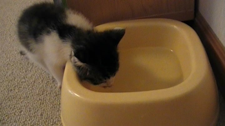 小梅（野良ネコだった子猫）は、良く水を飲みます
