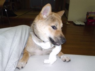 子犬時代の桃子２