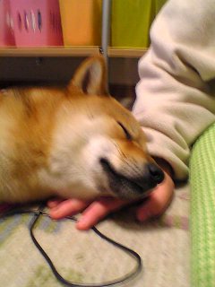 甘えんぼ：胴輪つけはじめのころ