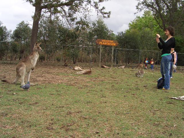 kangaroo