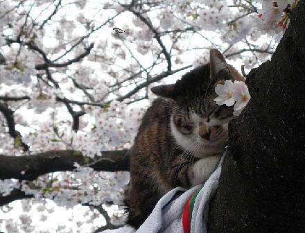 上野公園の猫